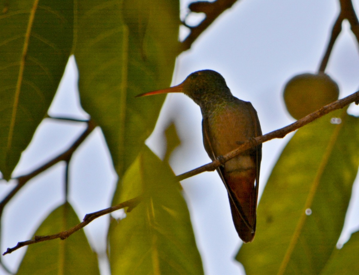 Buff-bellied Hummingbird - Jorge Dangel