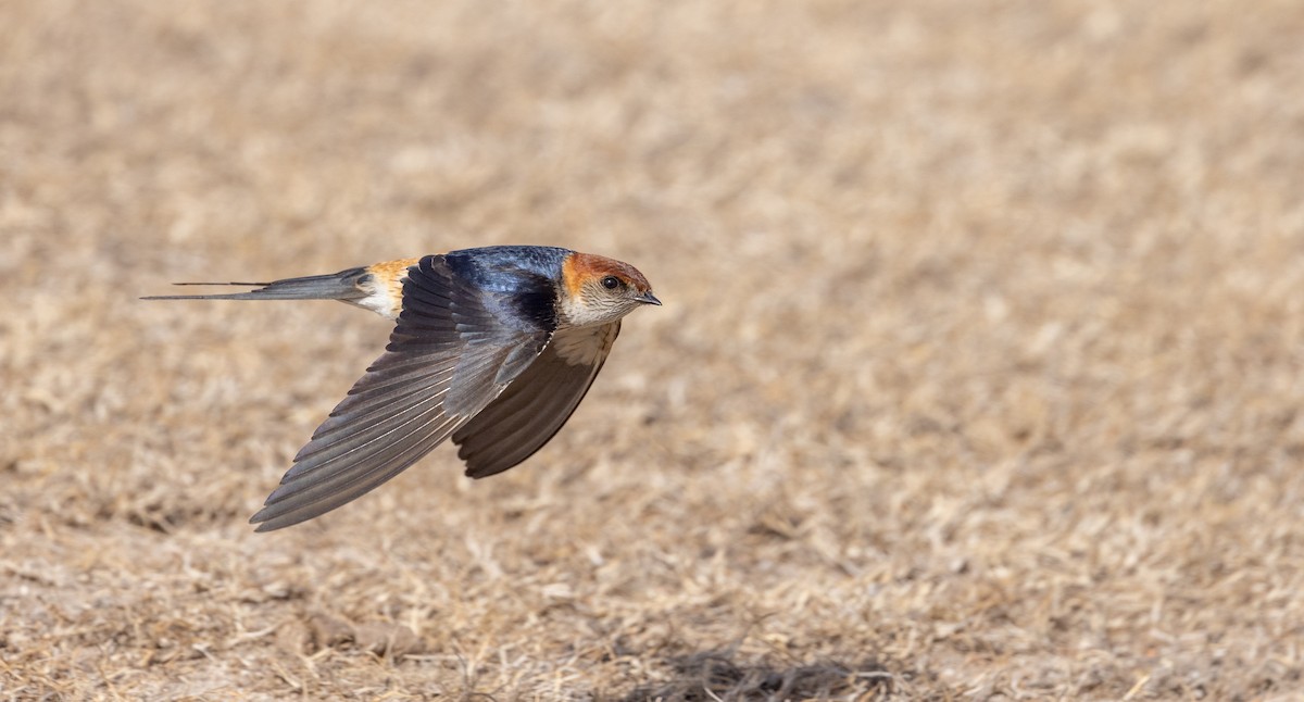 Greater Striped Swallow - Ian Davies