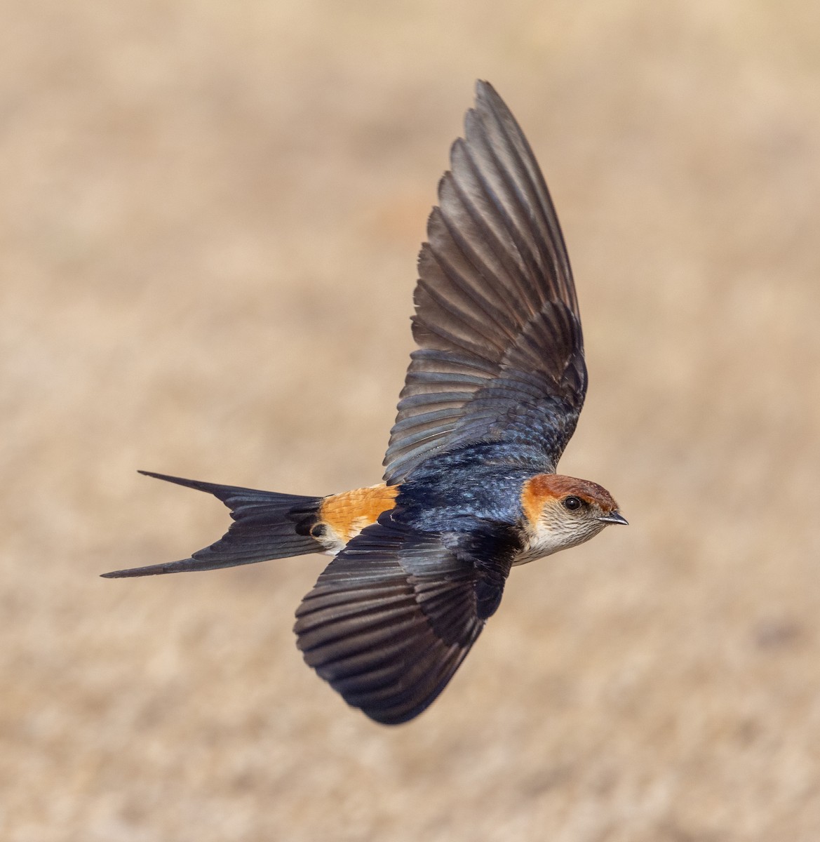 Greater Striped Swallow - ML588171091
