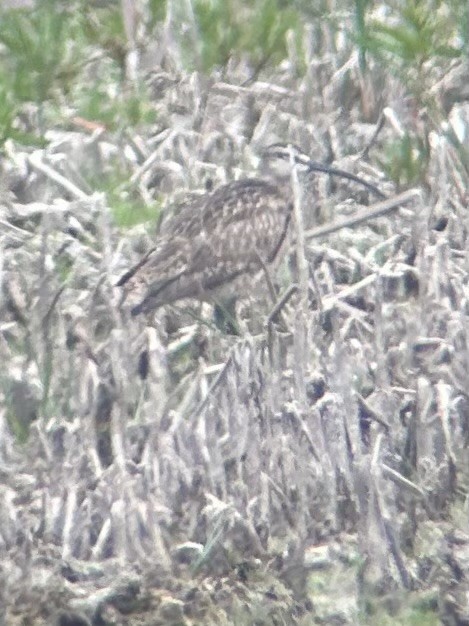 Ebird Checklist Jun Erie Marsh Preserve Gun Club Species