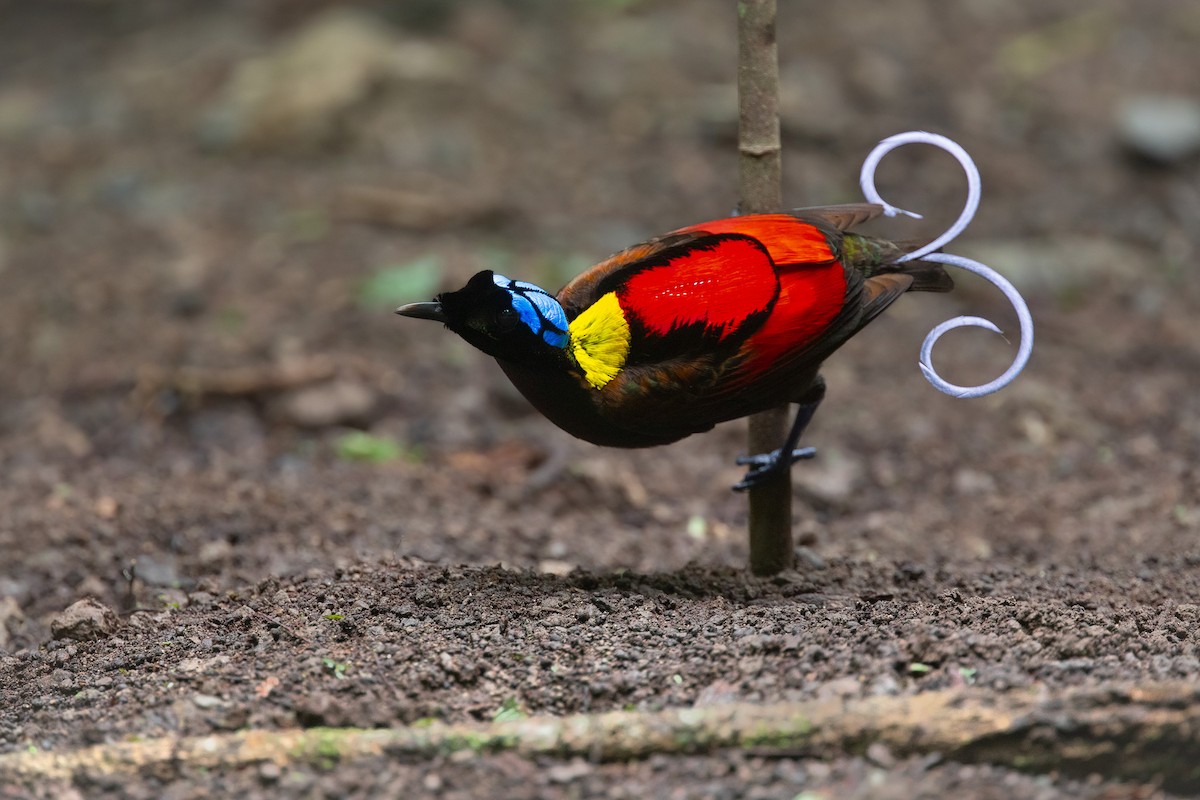 Wilson's Bird-of-Paradise - Chris Venetz | Ornis Birding Expeditions