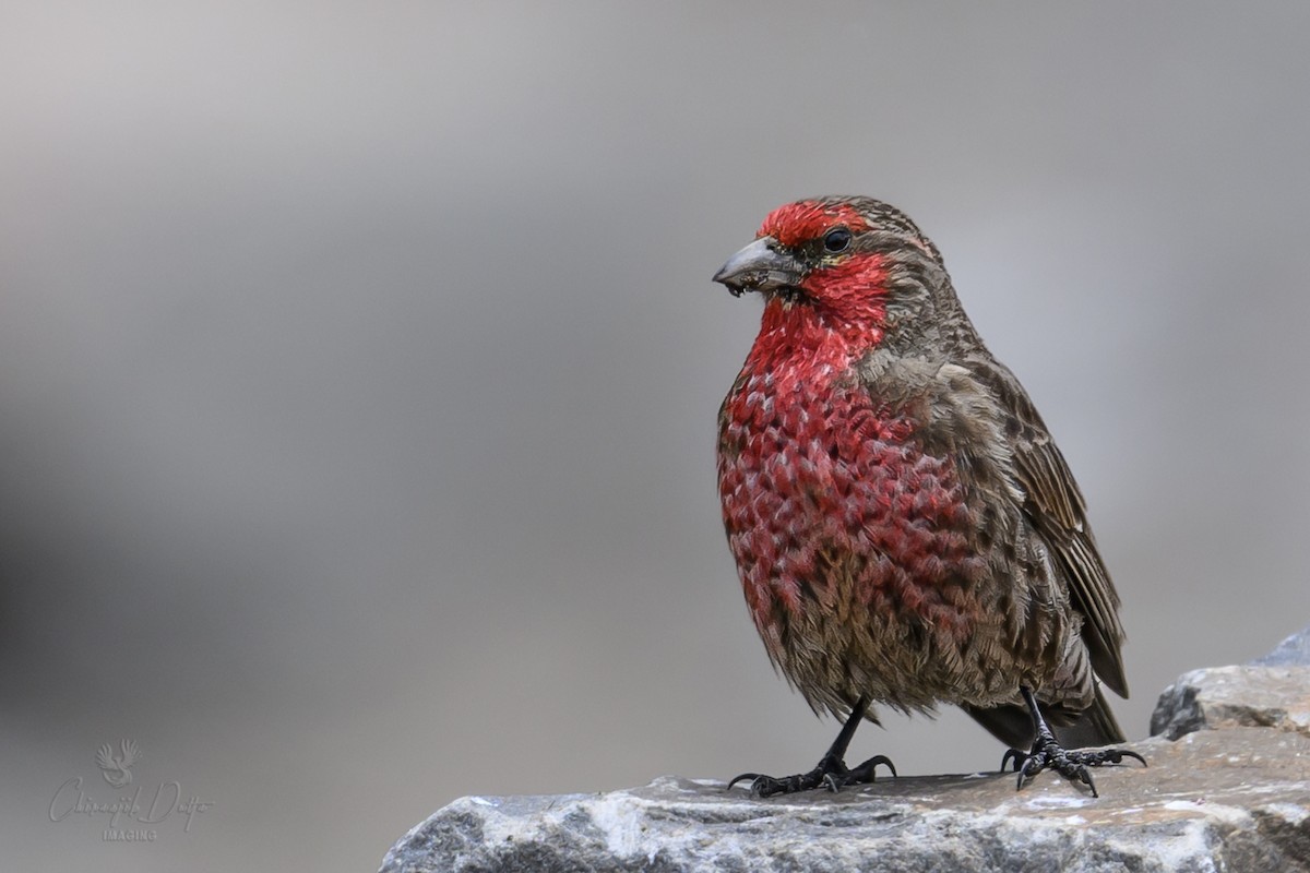 Red-fronted Rosefinch - ML588193941