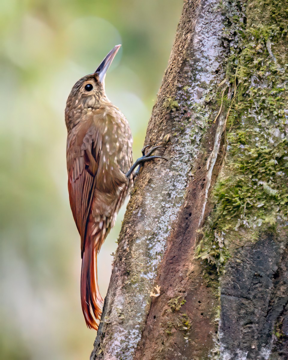 Spotted Woodcreeper - ML588194941