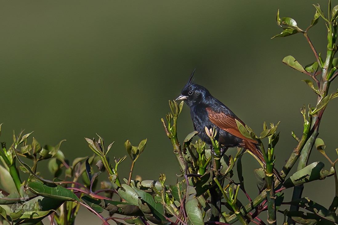 Crested Bunting - ML588196291