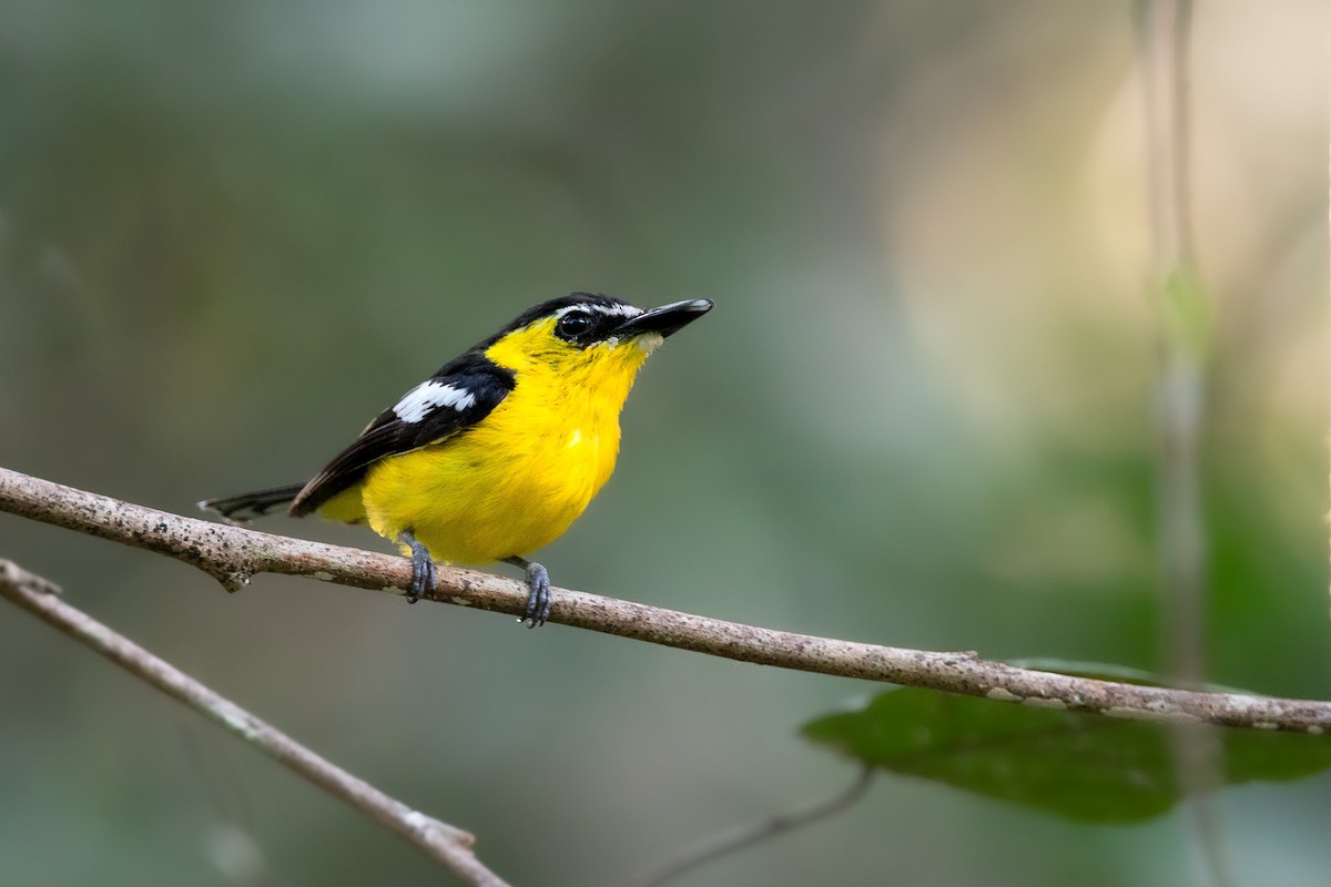 Yellow-breasted Boatbill - Chris Venetz | Ornis Birding Expeditions