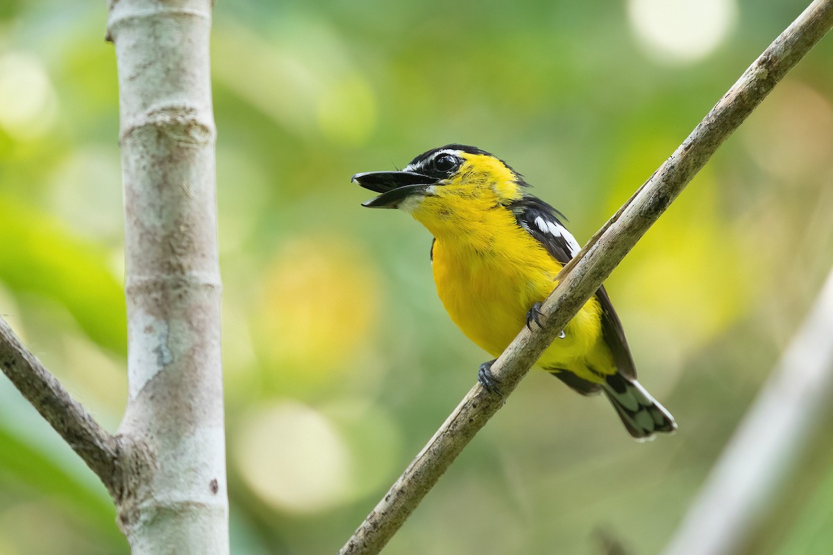 Yellow-breasted Boatbill - ML588199501