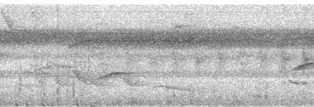 Stripe-chested Antwren - ML58820