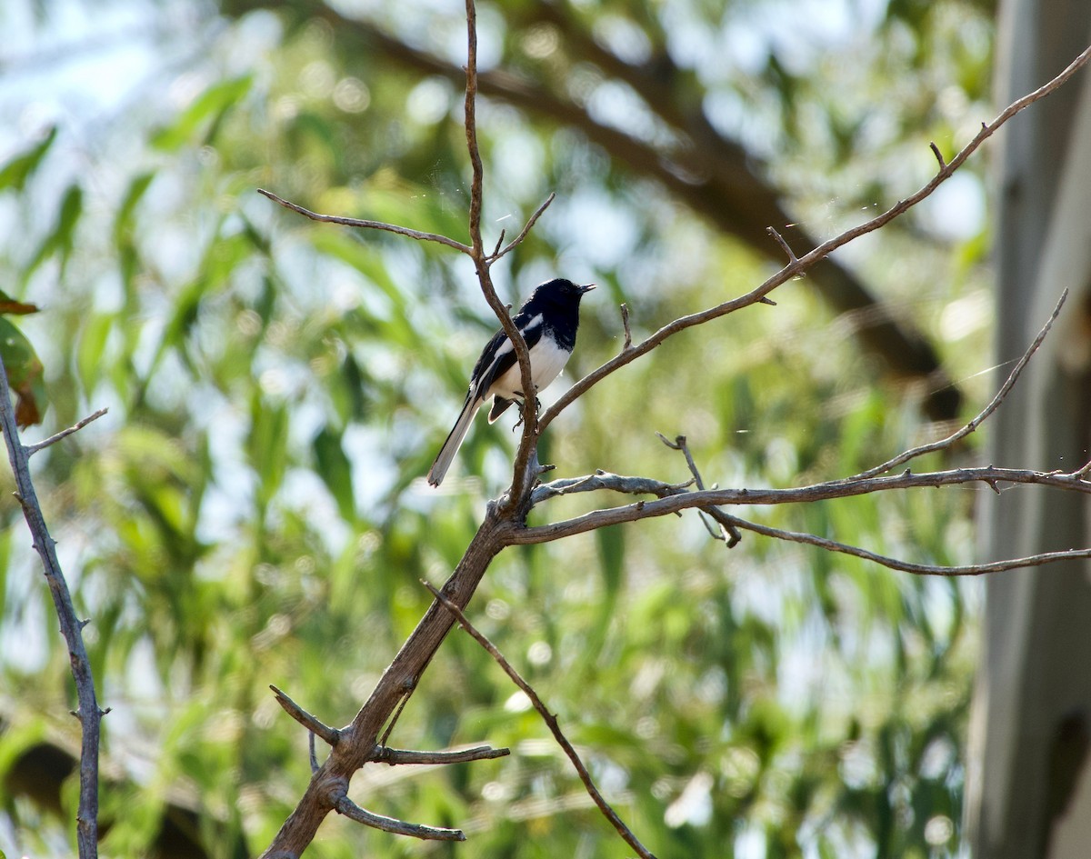 Madagascar Magpie-Robin (White-winged) - Andrew Bailey