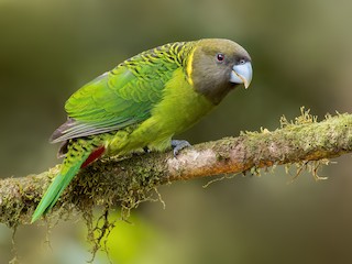  - Brehm's Tiger-Parrot