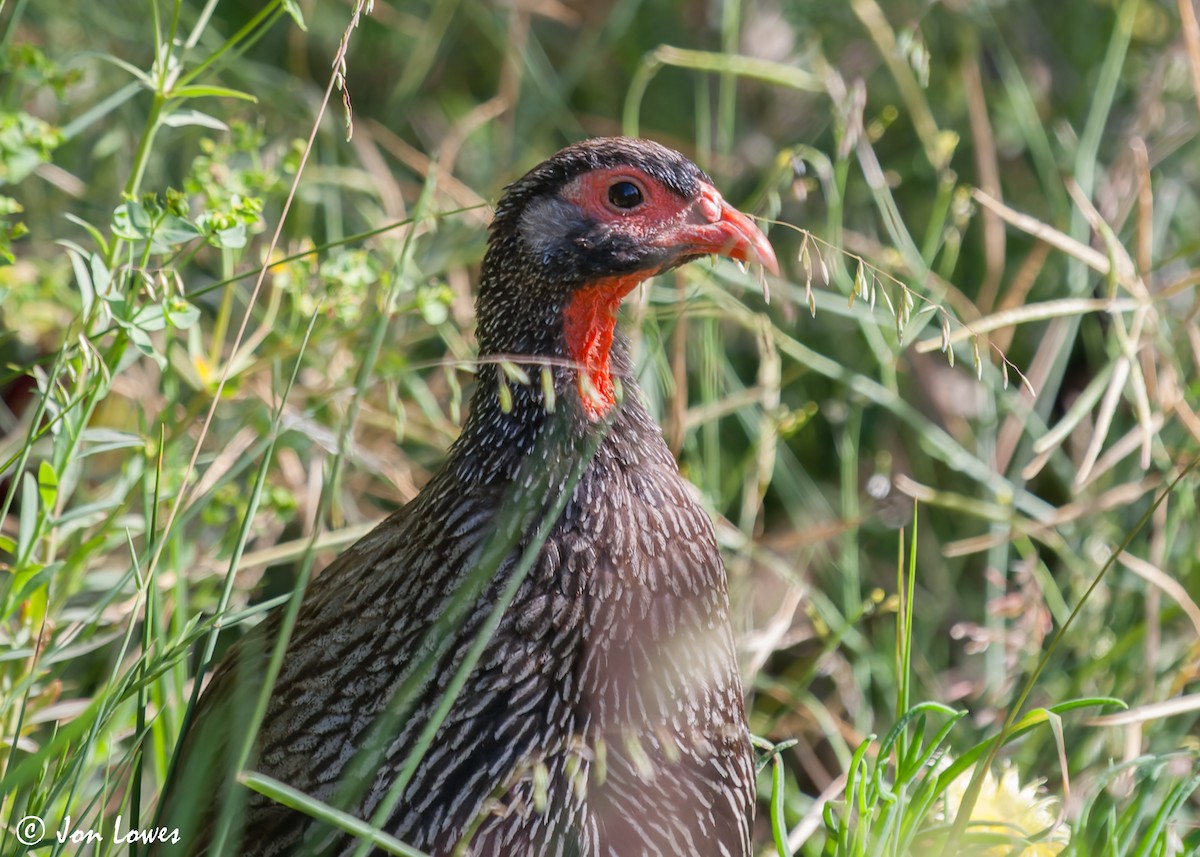 Red-necked Spurfowl (Southern) - ML588213601
