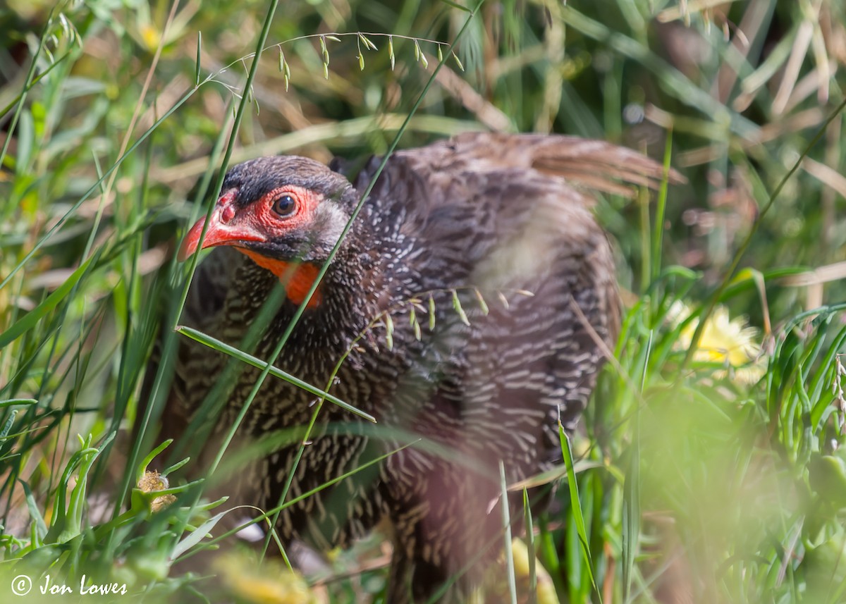 Red-necked Spurfowl (Southern) - ML588213681