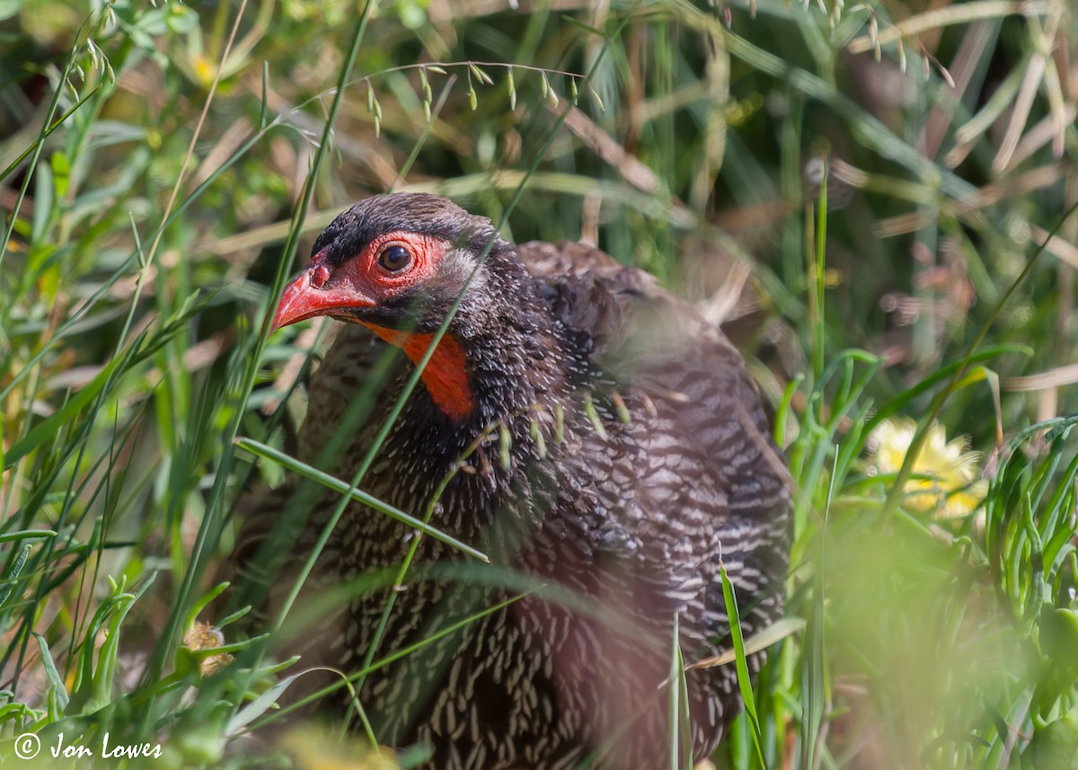 Red-necked Spurfowl (Southern) - ML588213691