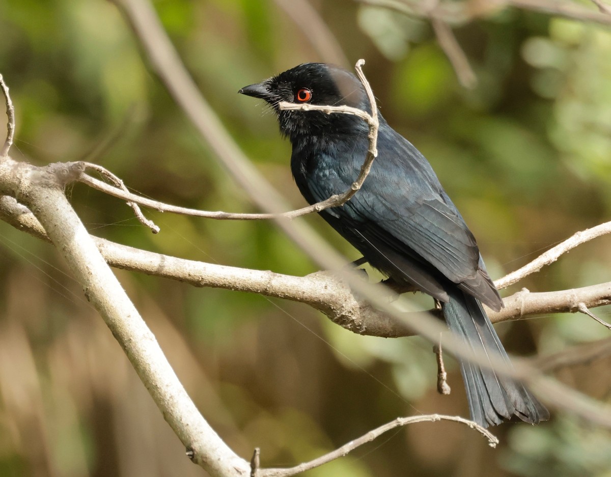 Square-tailed Drongo - ML588216381
