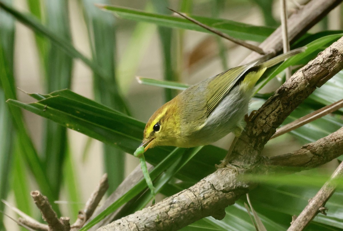 Yellow-throated Woodland-Warbler - ML588217121