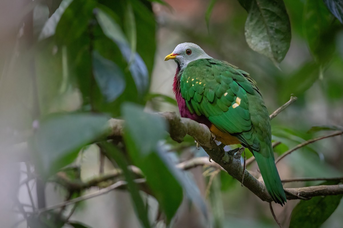 Wompoo Fruit-Dove - Chris Venetz | Ornis Birding Expeditions