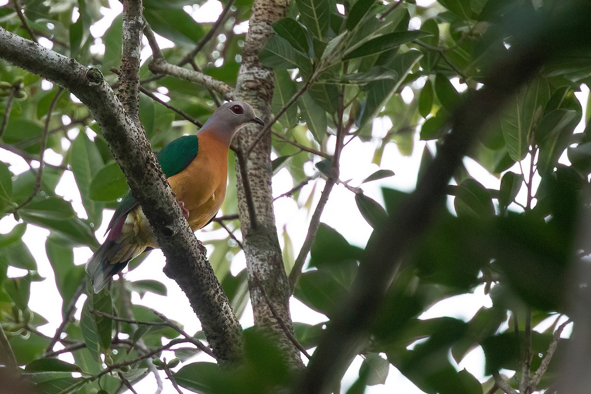 Purple-tailed Imperial-Pigeon - ML588218761