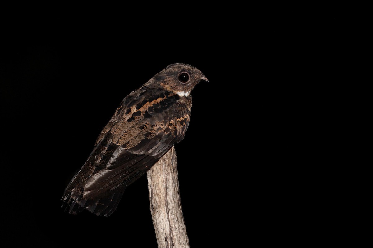 Papuan Nightjar - Chris Venetz | Ornis Birding Expeditions