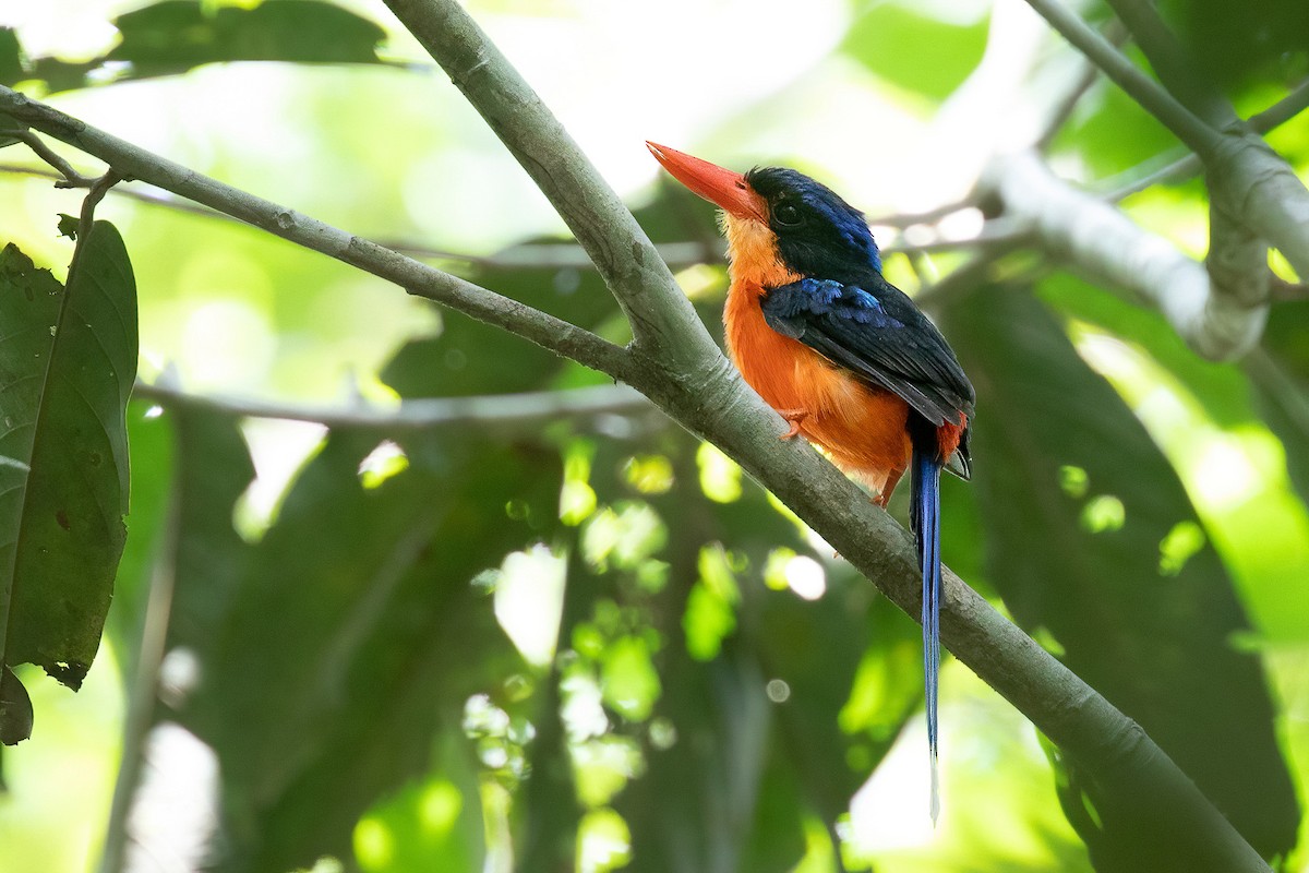 Red-breasted Paradise-Kingfisher - Chris Venetz | Ornis Birding Expeditions