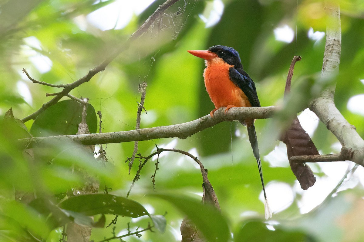 Red-breasted Paradise-Kingfisher - ML588219071