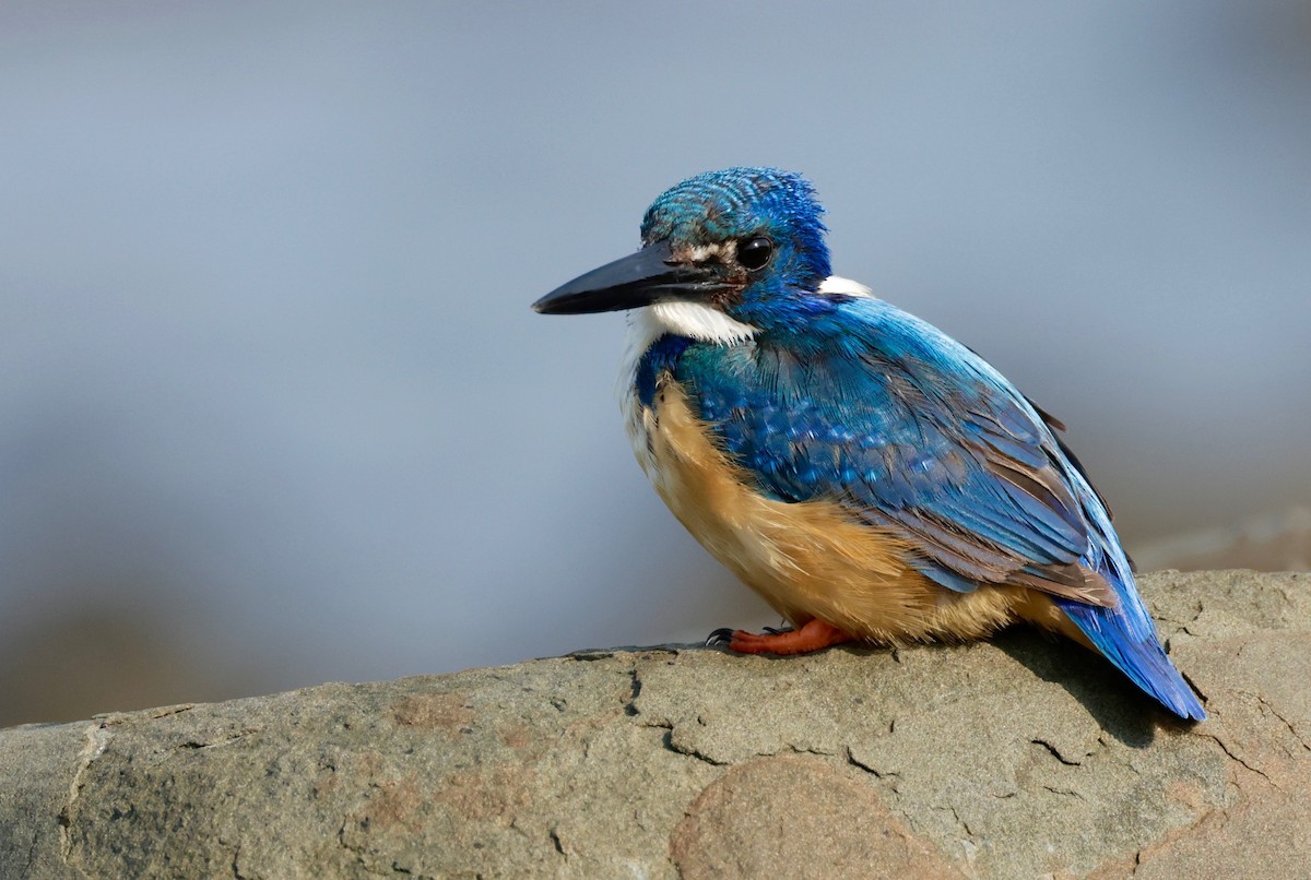 Half-collared Kingfisher - Garret Skead