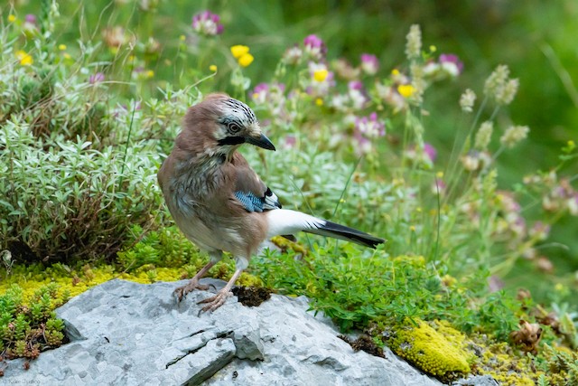 eurasian jay bird, garrulus glandarius, arrendajo, in