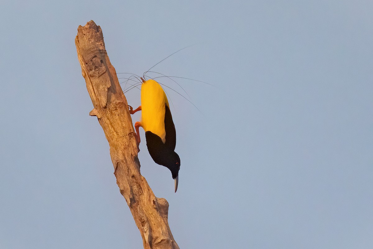 Twelve-wired Bird-of-Paradise - Chris Venetz | Ornis Birding Expeditions