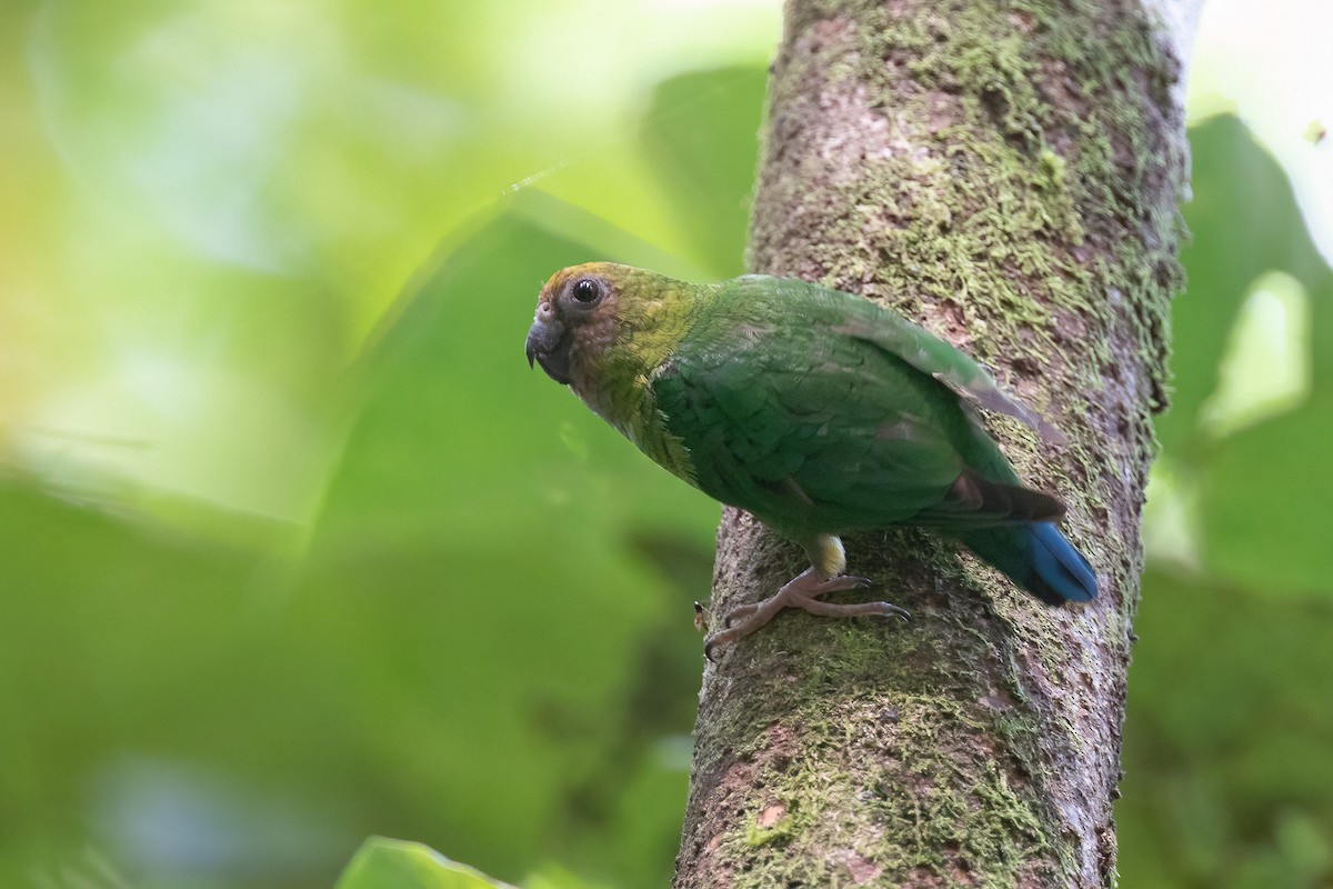 Yellow-capped Pygmy-Parrot - ML588222741