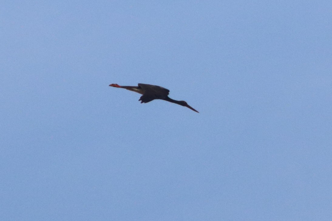 Black Stork - ML588222931