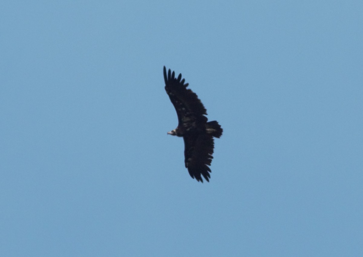 Cinereous Vulture - ML588223051