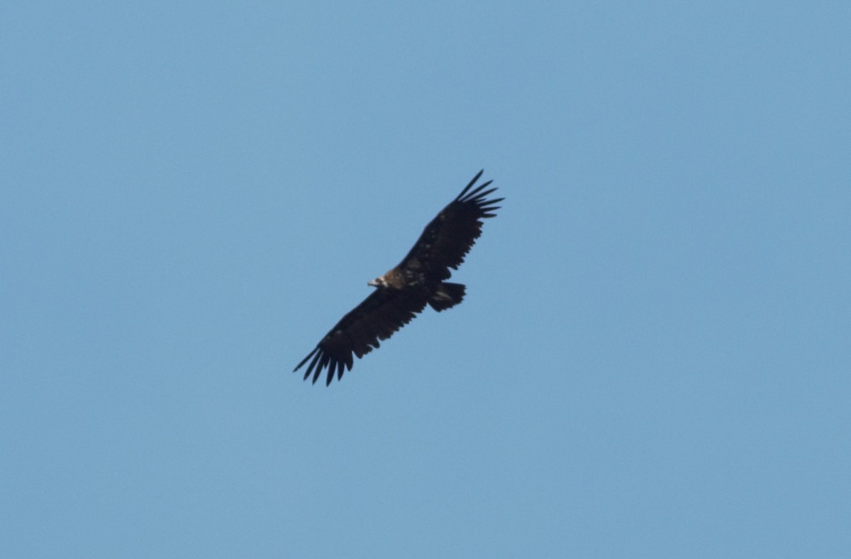 Cinereous Vulture - ML588223061