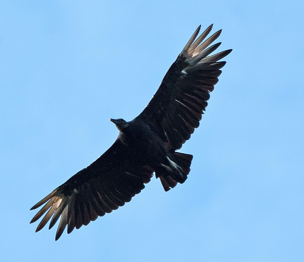 Black Vulture - ML588224751