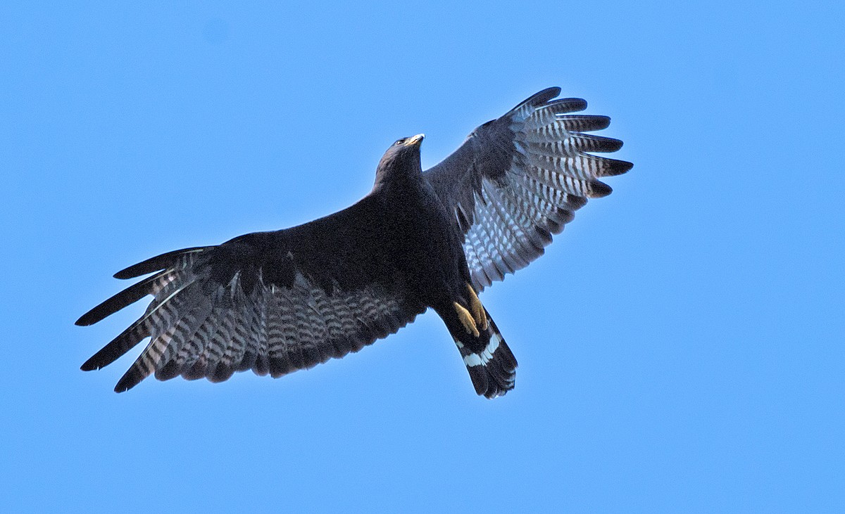 Zone-tailed Hawk - ML588225181
