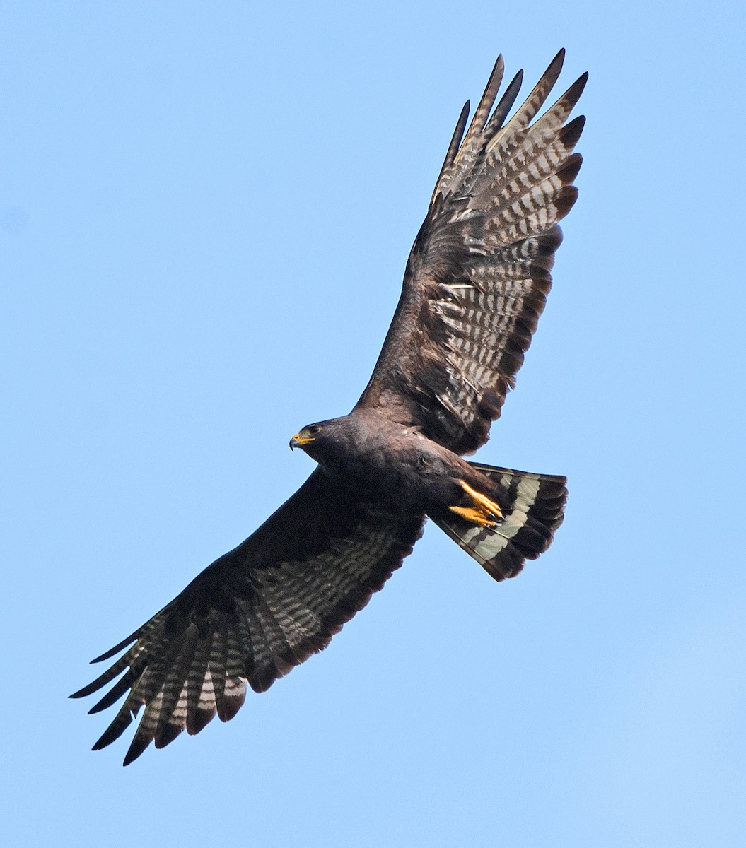 Zone-tailed Hawk - ML588225201