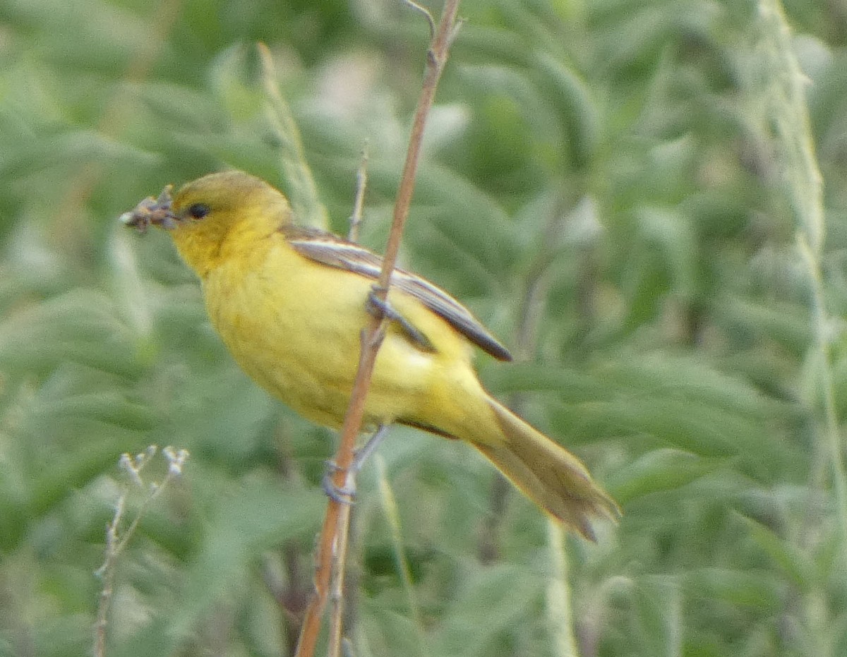Orchard Oriole - ML588229921