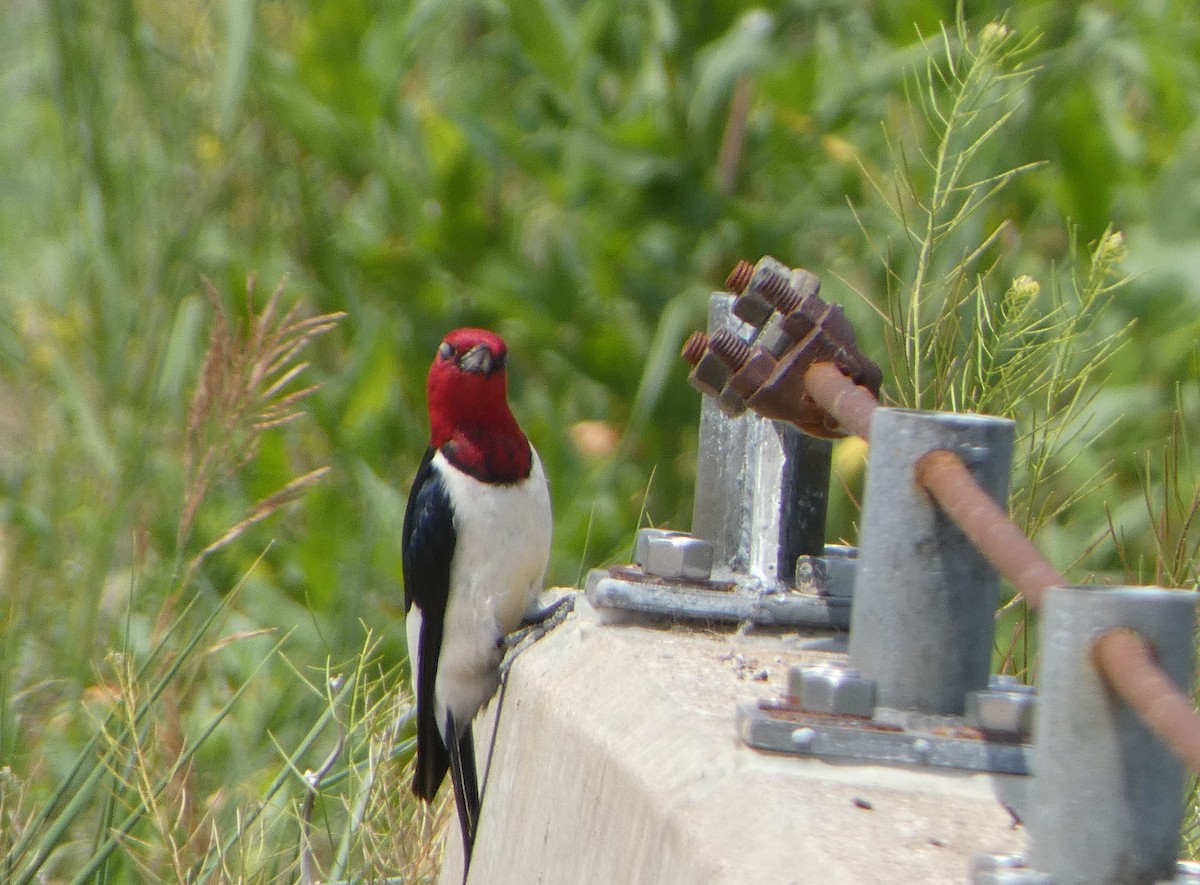 Red-headed Woodpecker - ML588230371
