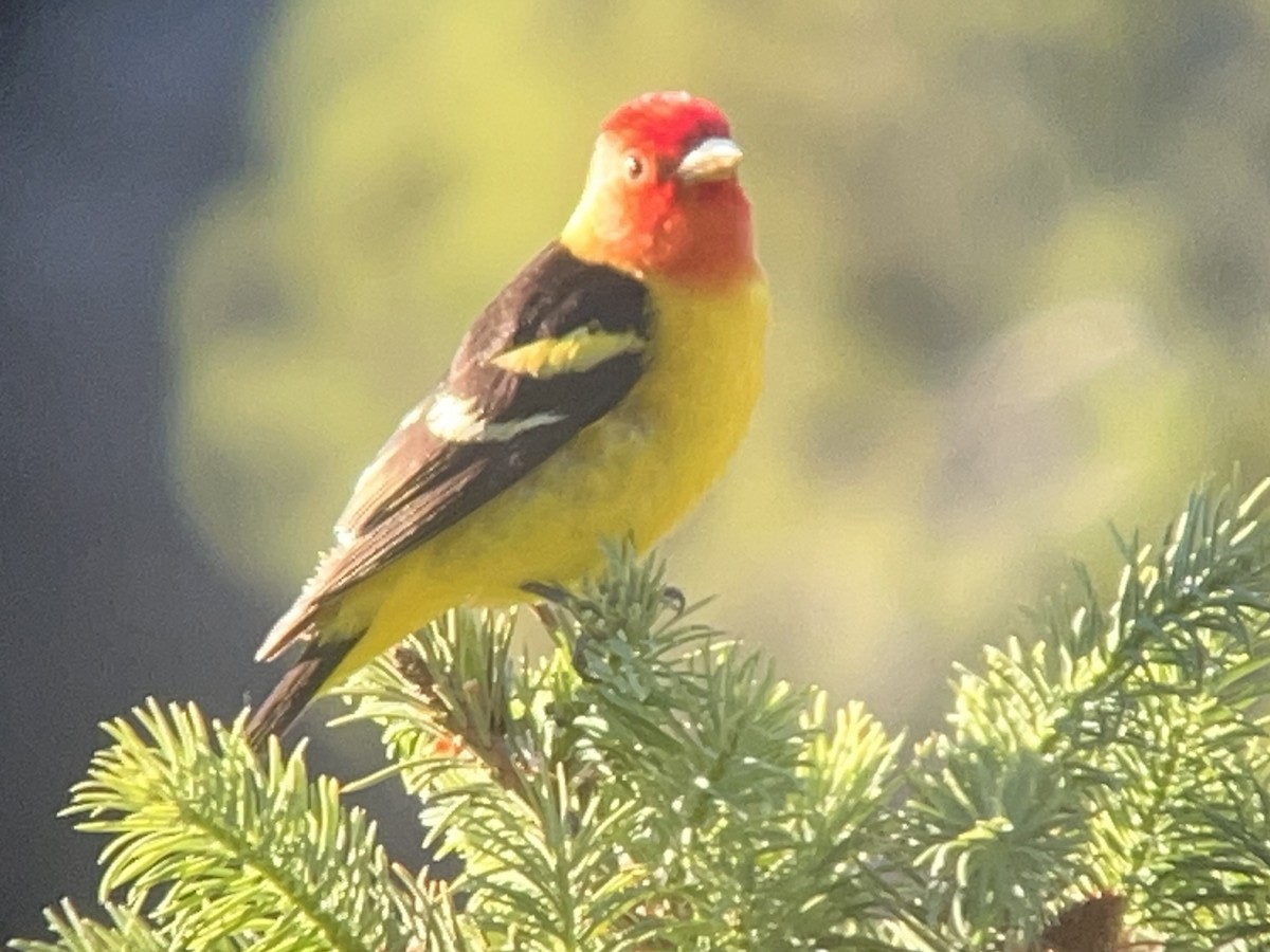 Western Tanager - ML588234201