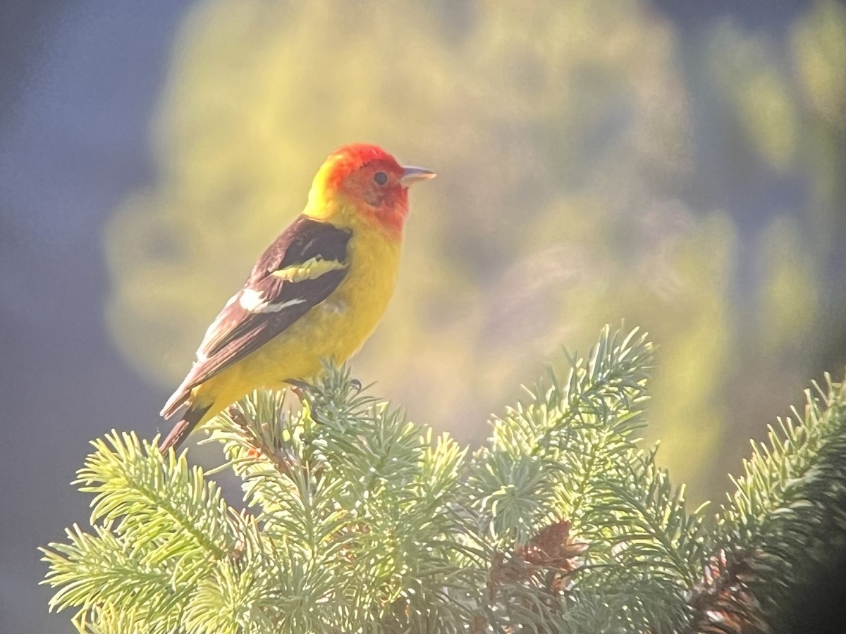 Western Tanager - Norm Vargas