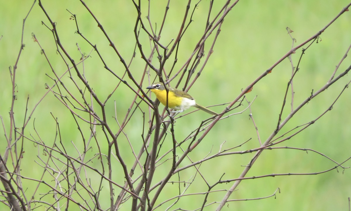 Yellow-breasted Chat - ML588235761