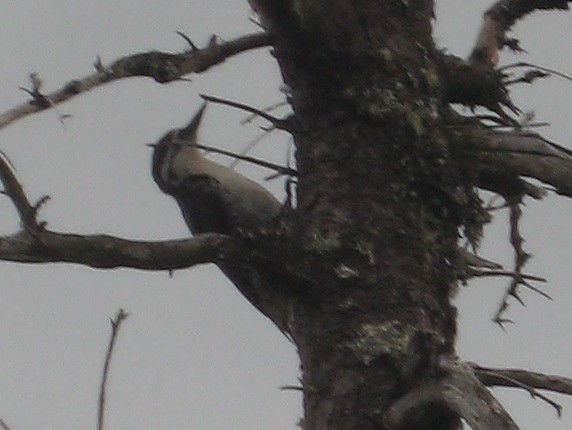 Black-backed Woodpecker - ML588237161