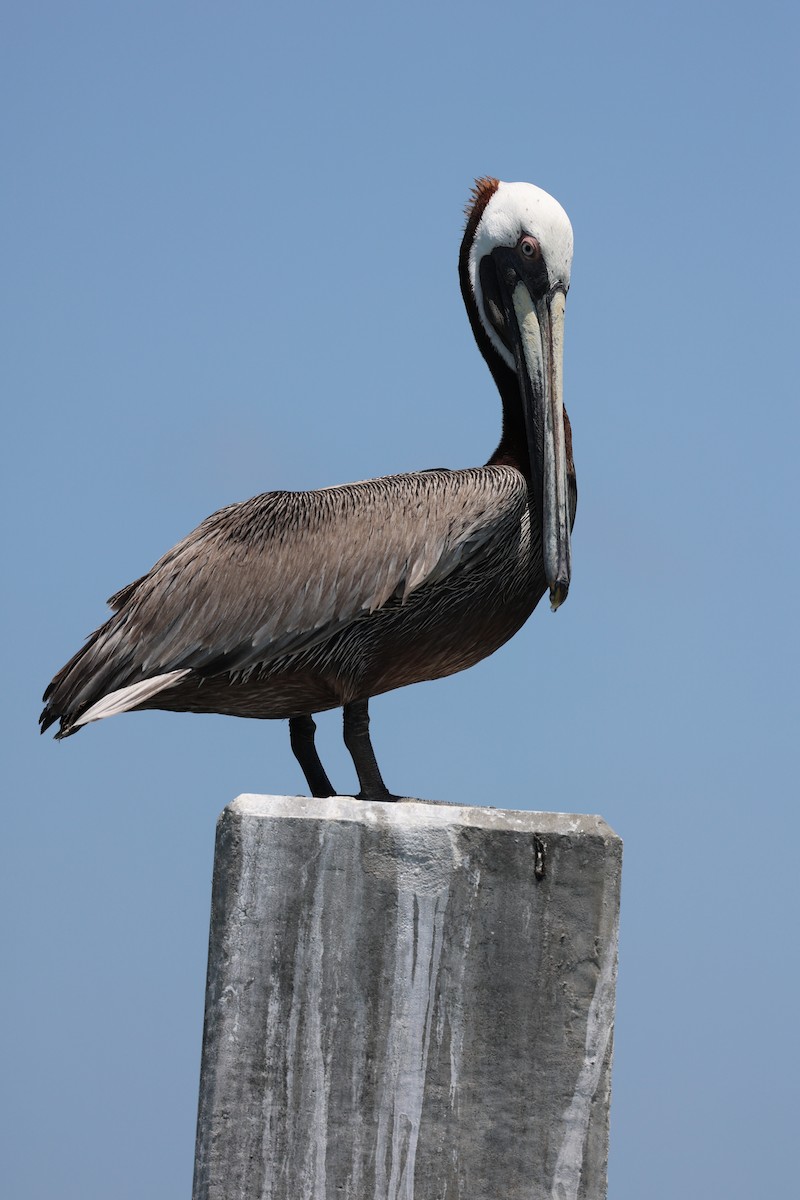 pelikán hnědý (ssp. carolinensis) - ML588238351