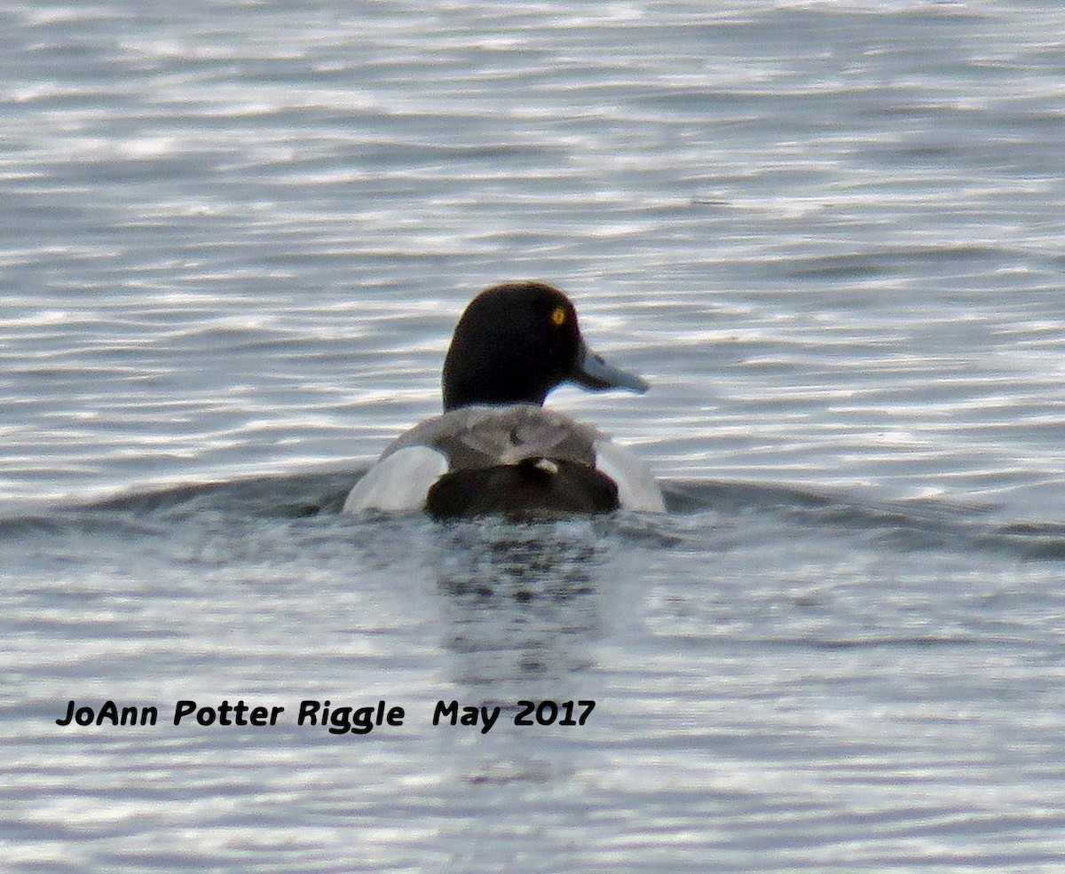 Greater Scaup - ML58823891
