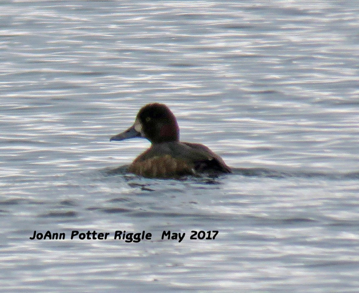 Greater Scaup - ML58823901