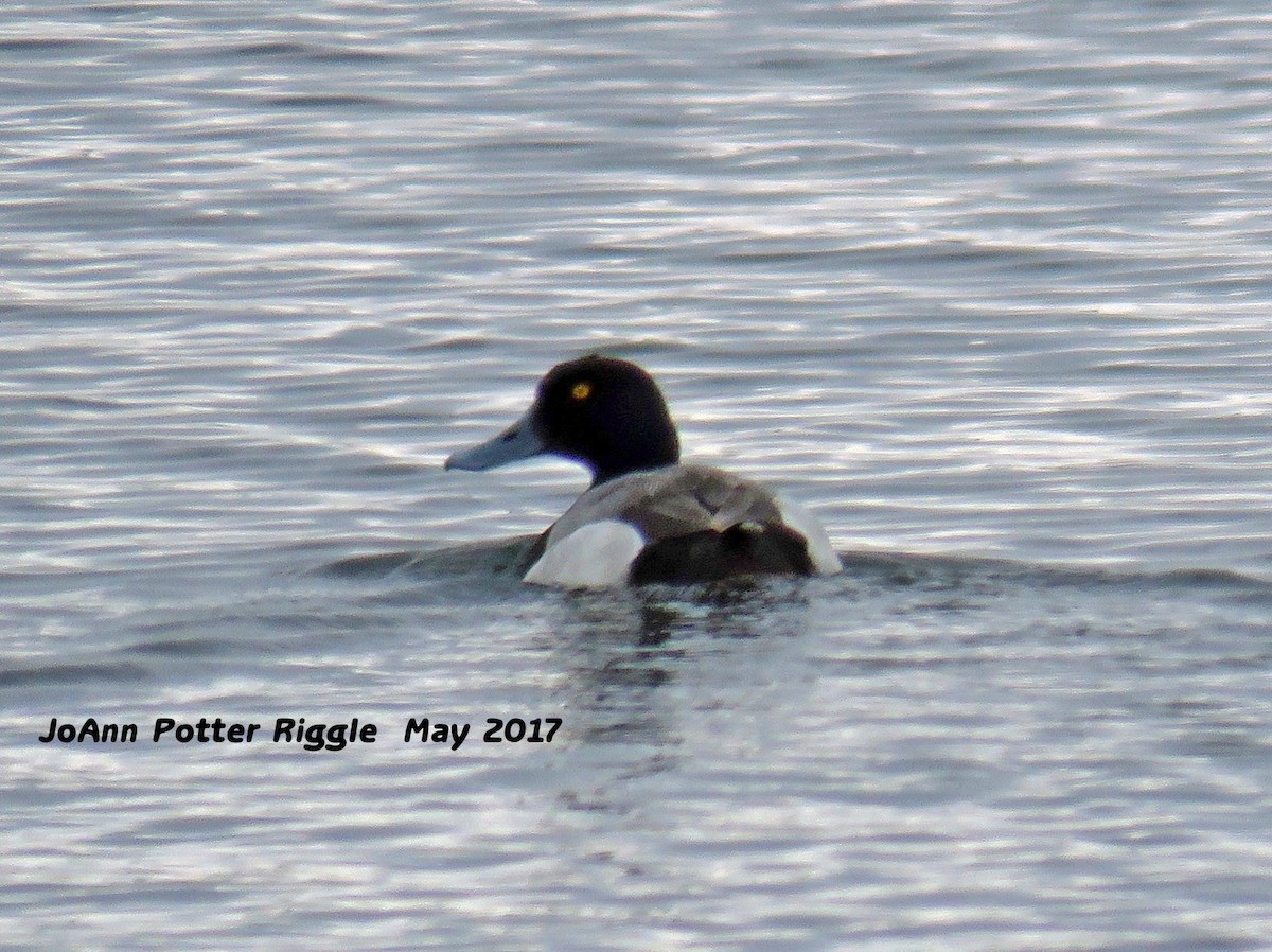 Greater Scaup - ML58823921