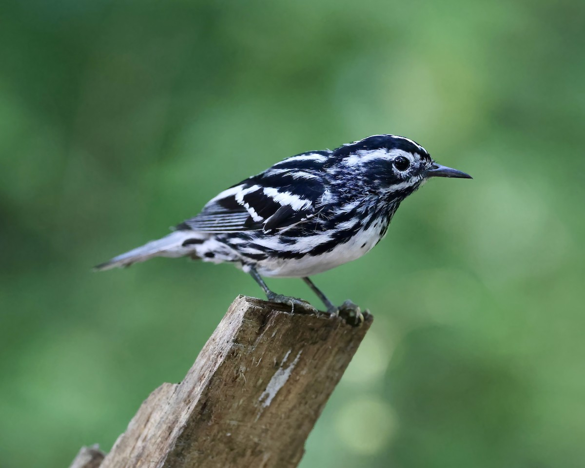 Black-and-white Warbler - ML588241551