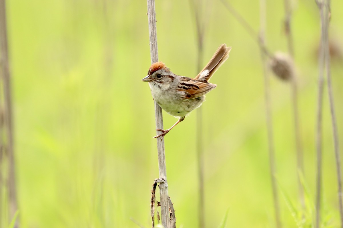 Swamp Sparrow - ML588245761