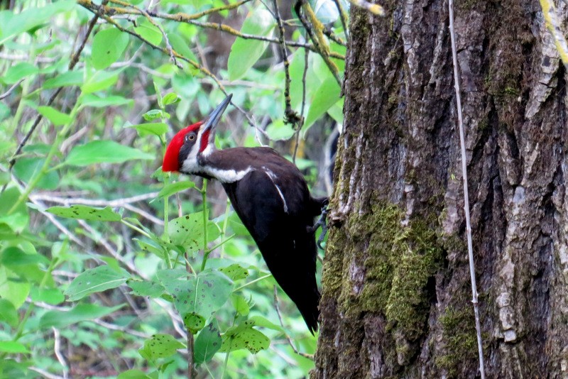 Pileated Woodpecker - Jeff Harding