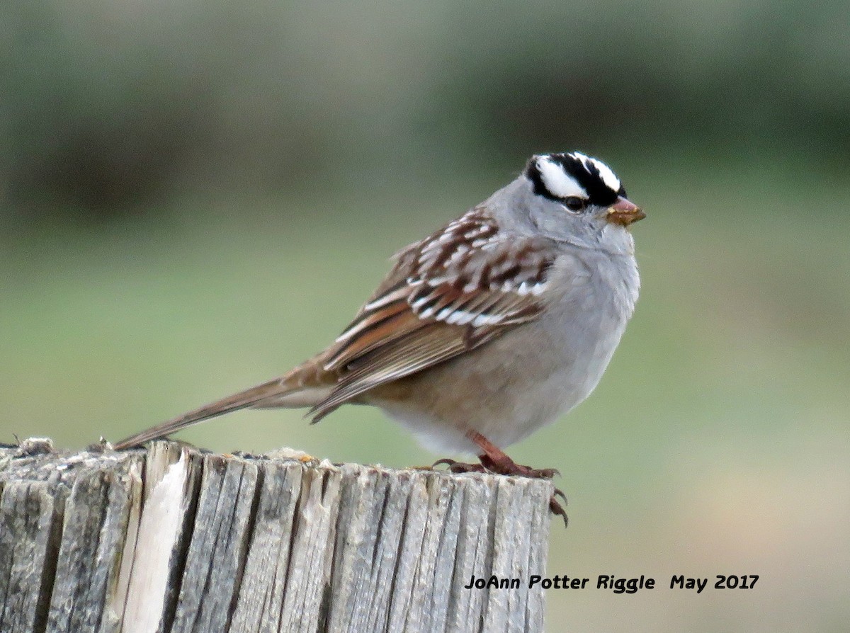 White-crowned Sparrow - JoAnn Potter Riggle 🦤