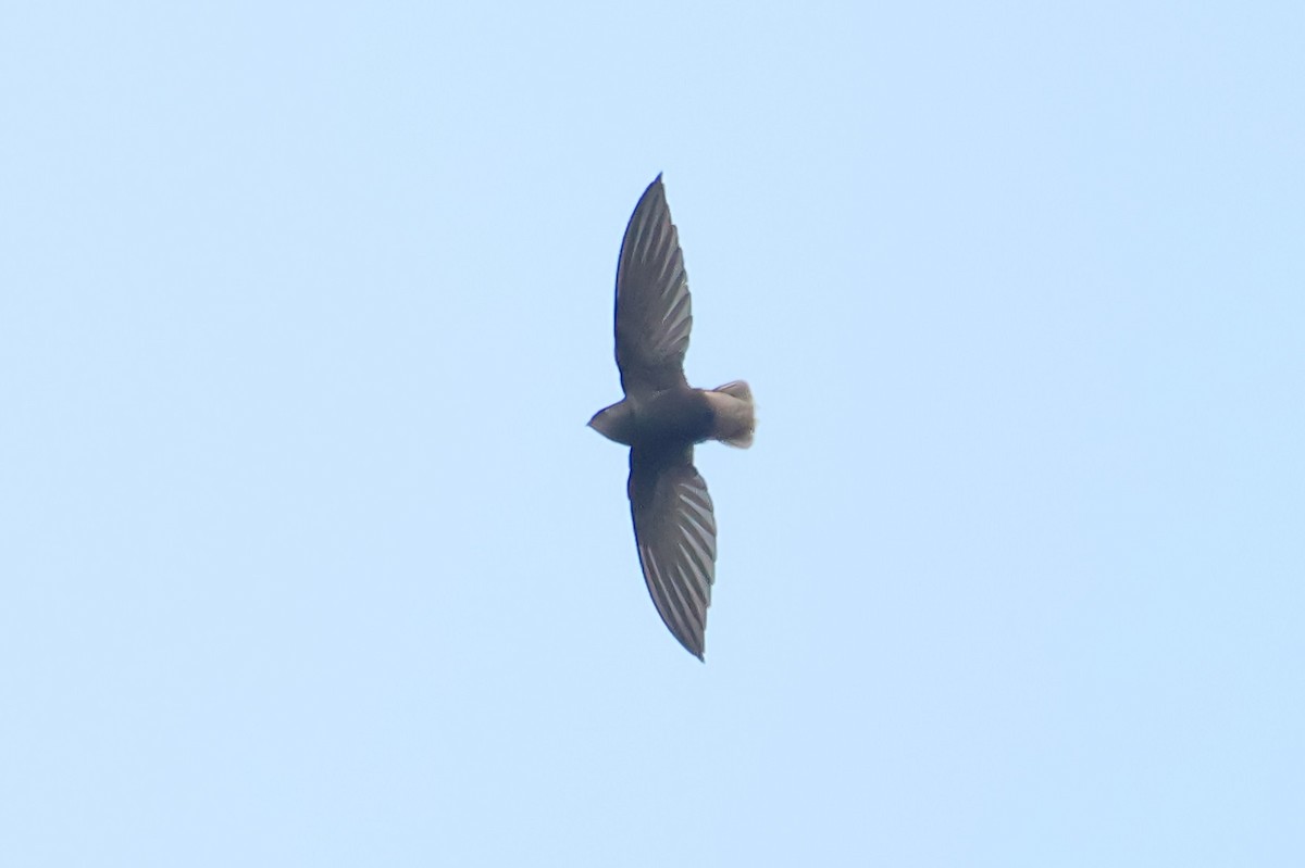 Short-tailed Swift - ML588253491