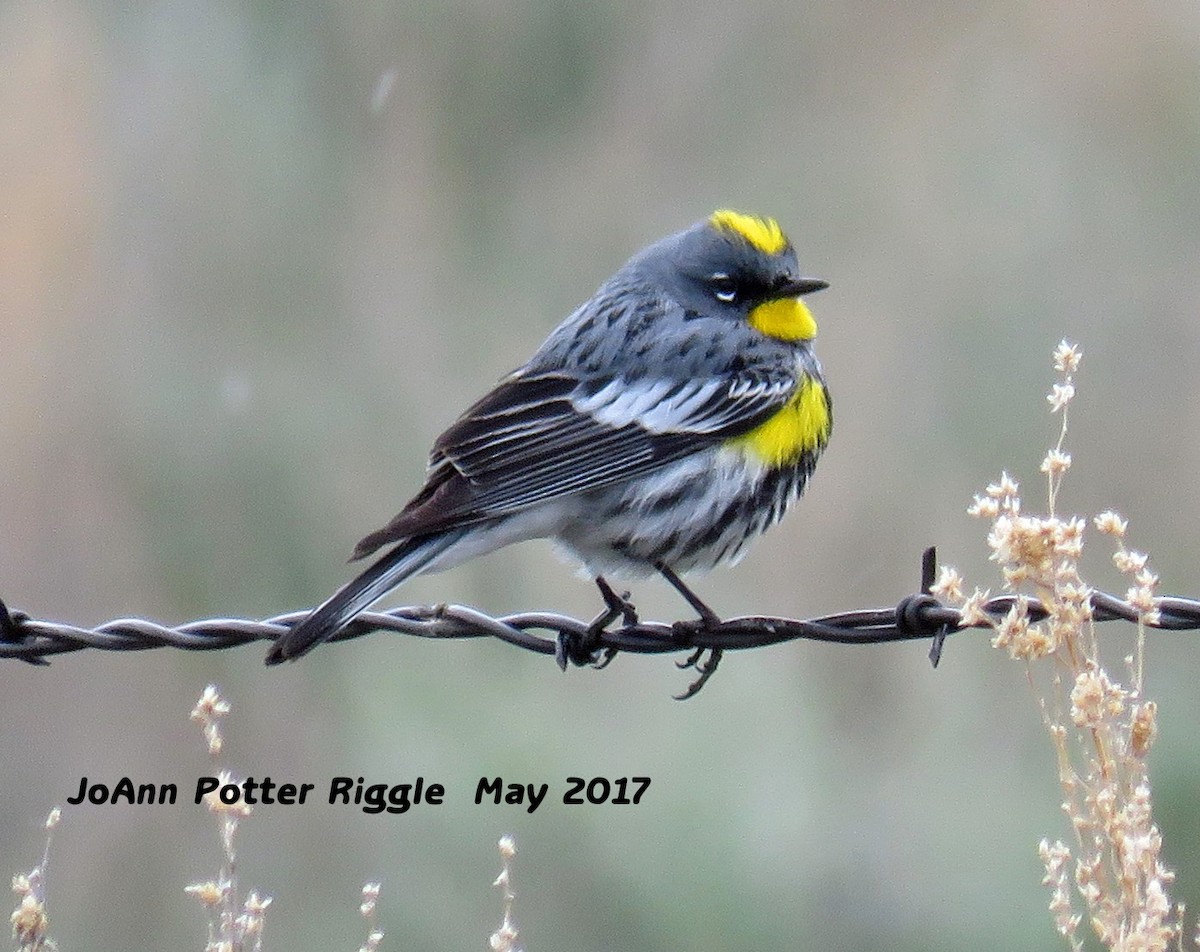 Yellow-rumped Warbler (Audubon's) - ML58826141