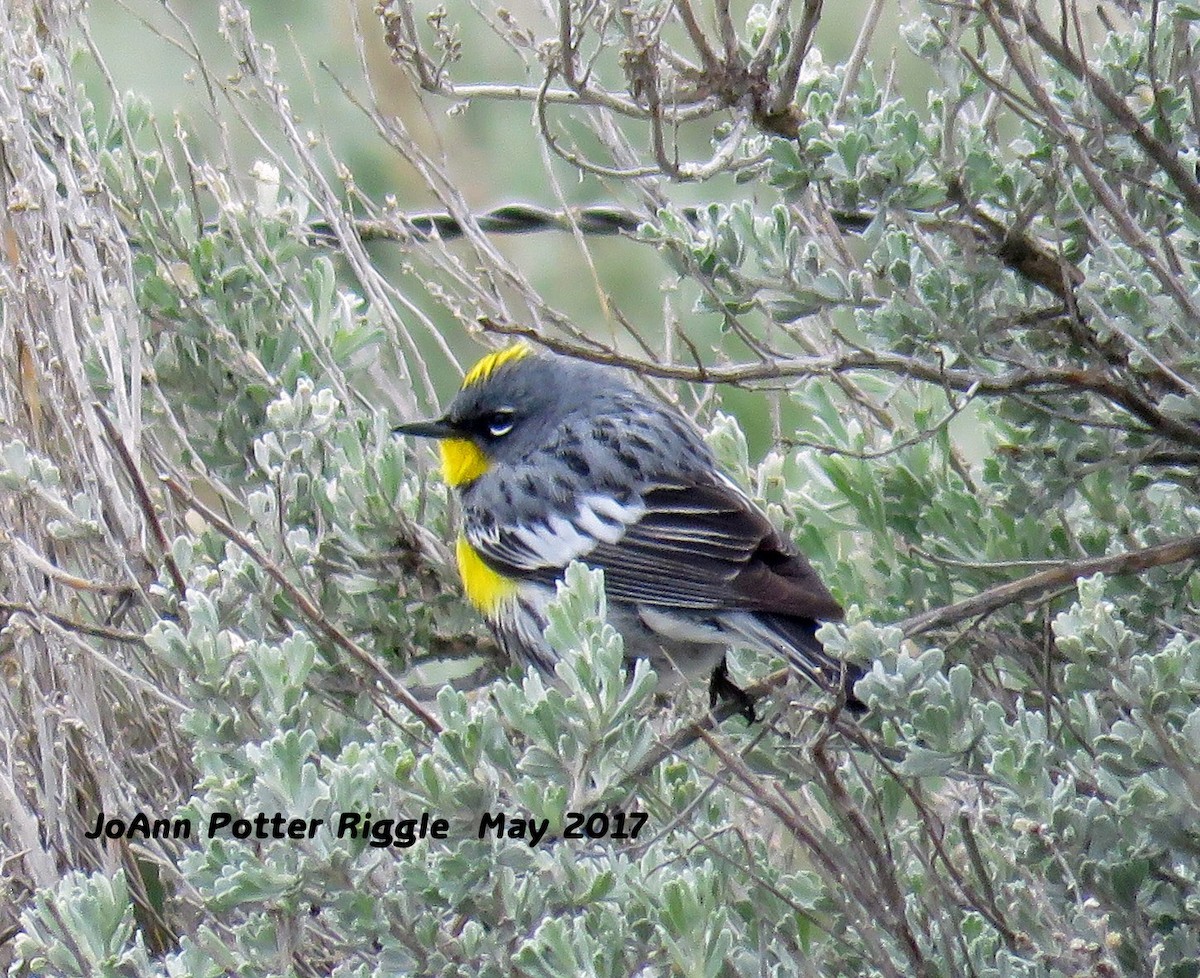 Yellow-rumped Warbler (Audubon's) - ML58826161